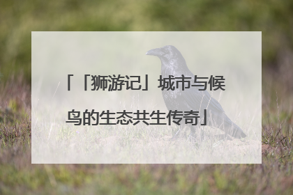 「狮游记」城市与候鸟的生态共生传奇