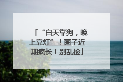 “白天靠狗，晚上靠灯”！菌子近期疯长！别乱捡