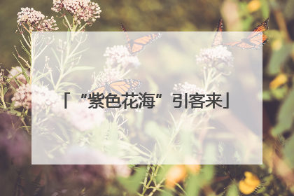 “紫色花海”引客来