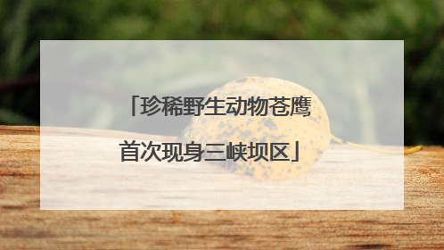 珍稀野生动物苍鹰首次现身三峡坝区