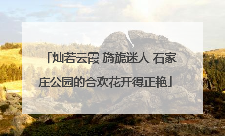 灿若云霞 旖旎迷人 石家庄公园的合欢花开得正艳
