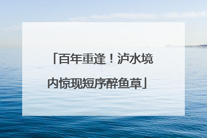 百年重逢！泸水境内惊现短序醉鱼草