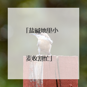 盐碱地里小麦收割忙