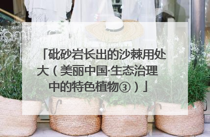 砒砂岩长出的沙棘用处大（美丽中国·生态治理中的特色植物③）
