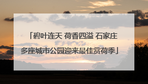 碧叶连天 荷香四溢 石家庄多座城市公园迎来最佳赏荷季
