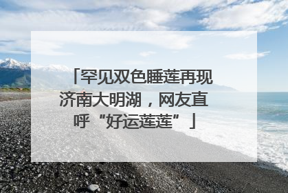 罕见双色睡莲再现济南大明湖，网友直呼“好运莲莲”