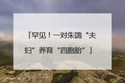 罕见！一对朱鹮“夫妇”养育“四胞胎”