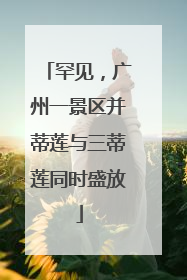罕见，广州一景区并蒂莲与三蒂莲同时盛放