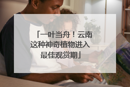 一叶当舟！云南这种神奇植物进入最佳观赏期