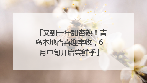 又到一年甜杏熟！青岛本地杏喜迎丰收，6月中旬开启尝鲜季