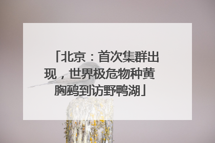 北京：首次集群出现，世界极危物种黄胸鹀到访野鸭湖