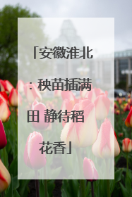 安徽淮北：秧苗插满田 静待稻花香