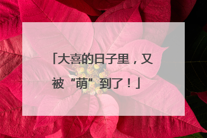 大喜的日子里，又被“萌”到了！