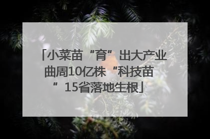 小菜苗“育”出大产业 曲周10亿株“科技苗”15省落地生根