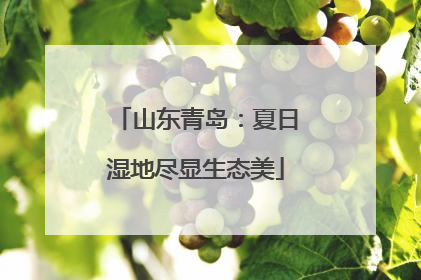 山东青岛：夏日湿地尽显生态美