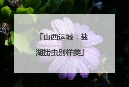 山西运城：盐湖捞虫别样美