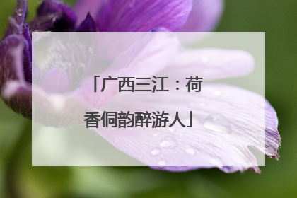广西三江：荷香侗韵醉游人