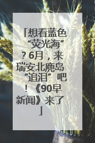 想看蓝色“荧光海”？6月，来瑞安北麂岛“追泪”吧！《90早新闻》来了