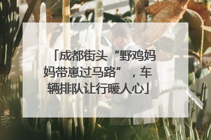 成都街头“野鸡妈妈带崽过马路”，车辆排队让行暖人心