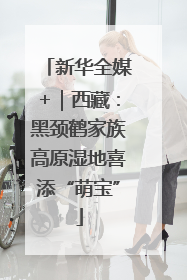 新华全媒+｜西藏：黑颈鹤家族高原湿地喜添“萌宝”