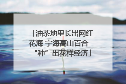 油茶地里长出网红花海 宁海高山百合“种”出花样经济