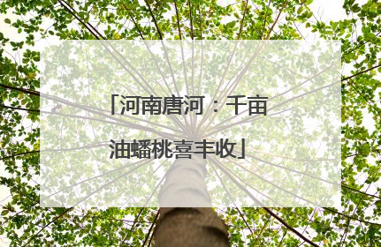 河南唐河：千亩油蟠桃喜丰收
