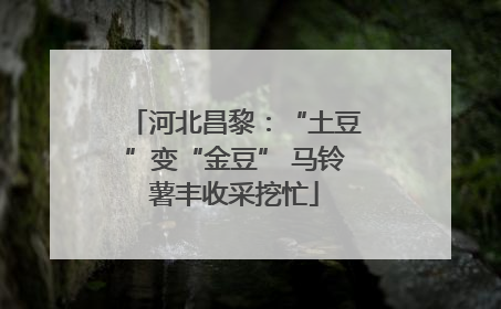 河北昌黎：“土豆”变“金豆” 马铃薯丰收采挖忙