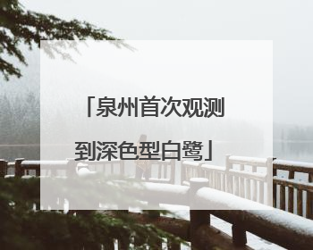 泉州首次观测到深色型白鹭