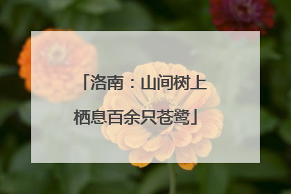 洛南：山间树上栖息百余只苍鹭