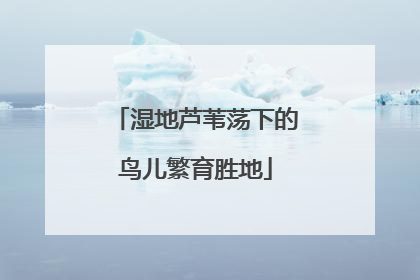 湿地芦苇荡下的鸟儿繁育胜地