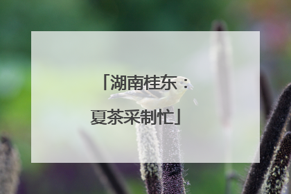 湖南桂东：夏茶采制忙