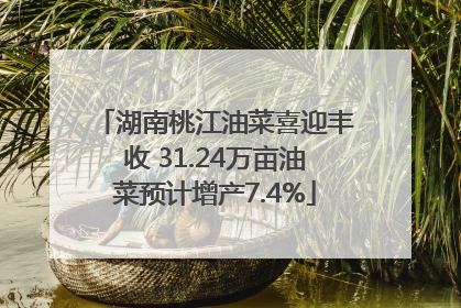 湖南桃江油菜喜迎丰收 31.24万亩油菜预计增产7.4%