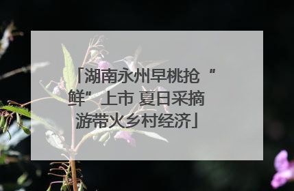 湖南永州早桃抢“鲜”上市 夏日采摘游带火乡村经济