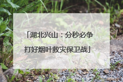 湖北兴山：分秒必争 打好烟叶救灾保卫战