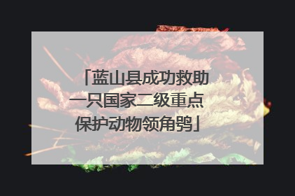 蓝山县成功救助一只国家二级重点保护动物领角鸮