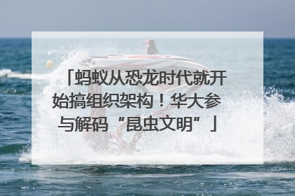 蚂蚁从恐龙时代就开始搞组织架构！华大参与解码“昆虫文明”