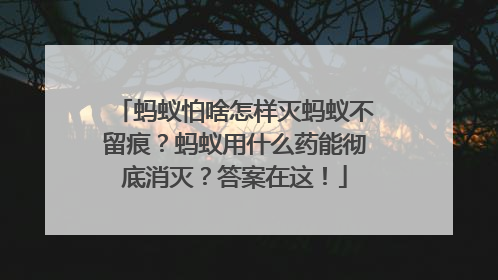 蚂蚁怕啥怎样灭蚂蚁不留痕？蚂蚁用什么药能彻底消灭？答案在这！