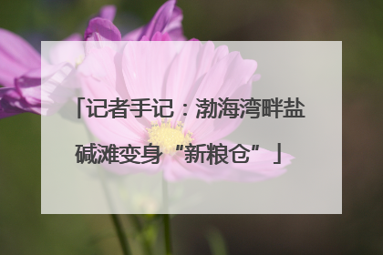 记者手记：渤海湾畔盐碱滩变身“新粮仓”