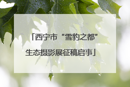 西宁市“雪豹之都”生态摄影展征稿启事