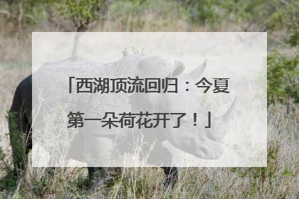 西湖顶流回归：今夏第一朵荷花开了！
