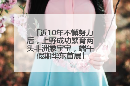 近10年不懈努力后，上野成功繁育两头非洲象宝宝，端午假期华东首展