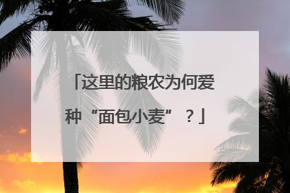 这里的粮农为何爱种“面包小麦”？
