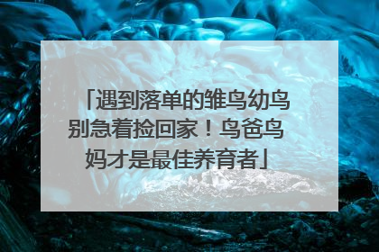 遇到落单的雏鸟幼鸟别急着捡回家！鸟爸鸟妈才是最佳养育者