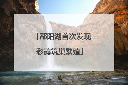 鄱阳湖首次发现彩鹮筑巢繁殖
