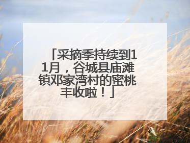 采摘季持续到11月，谷城县庙滩镇邓家湾村的蜜桃丰收啦！