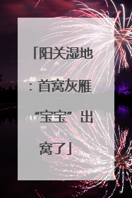 阳关湿地：首窝灰雁“宝宝”出窝了