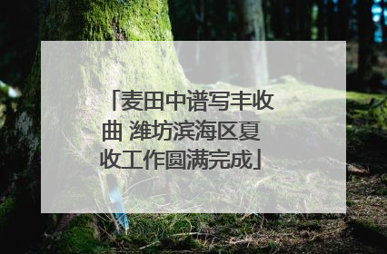 麦田中谱写丰收曲 潍坊滨海区夏收工作圆满完成