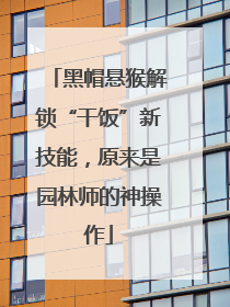 黑帽悬猴解锁“干饭”新技能，原来是园林师的神操作