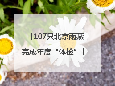 107只北京雨燕完成年度“体检”